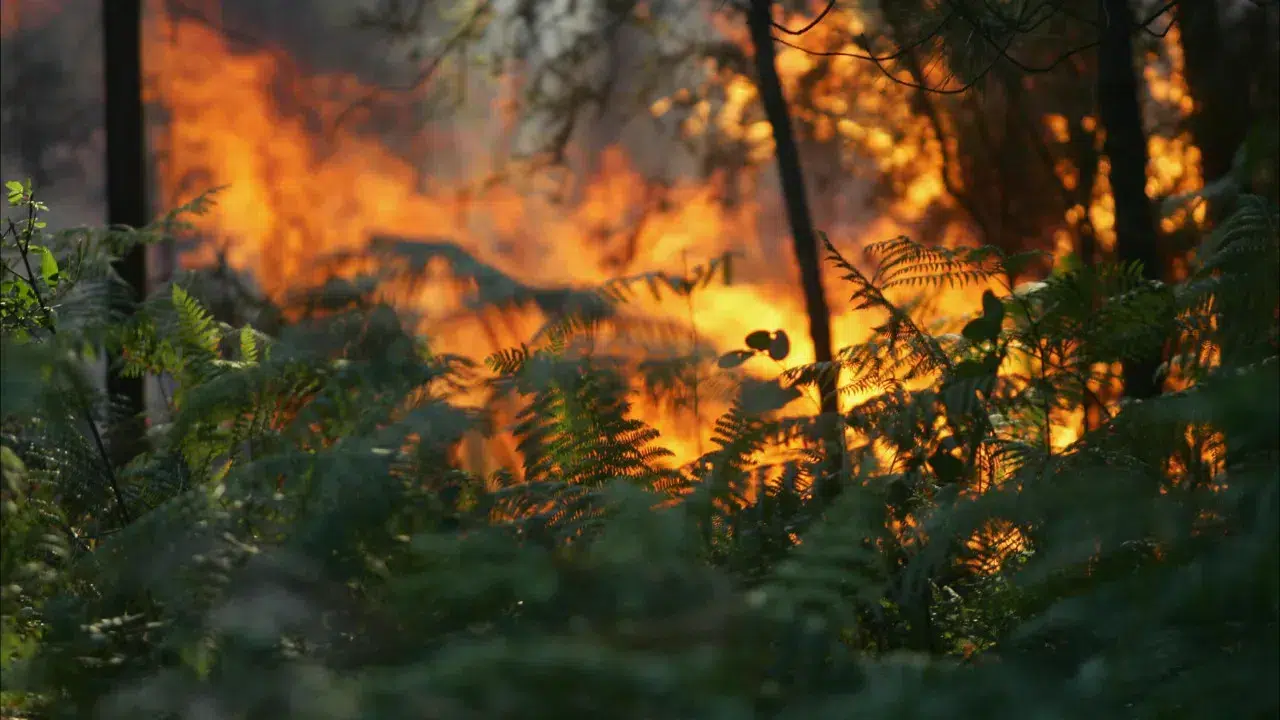 Fires: Three injured admitted in Coimbra remain "stabilized"