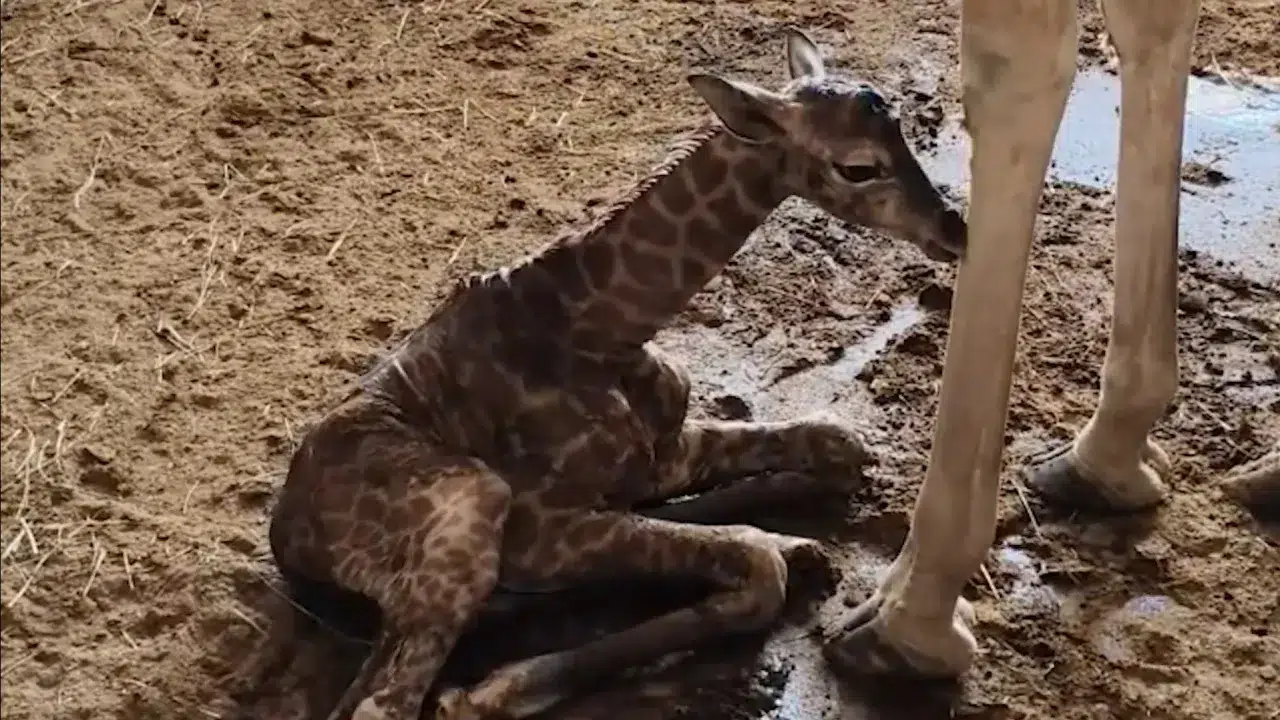 Giraffe calf born at Badoca Park. It belongs to an endangered species.