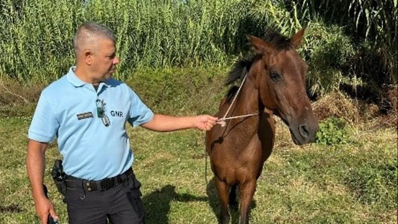 Horse stolen 2 years ago in Lisbon rescued in Moita. Man identified