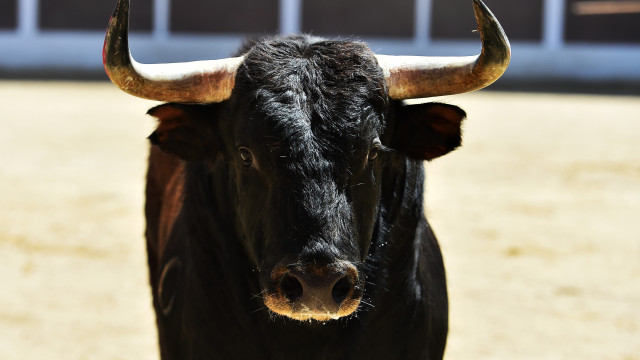 Initiated administrative offense proceedings against the killing of a bull in Terceira