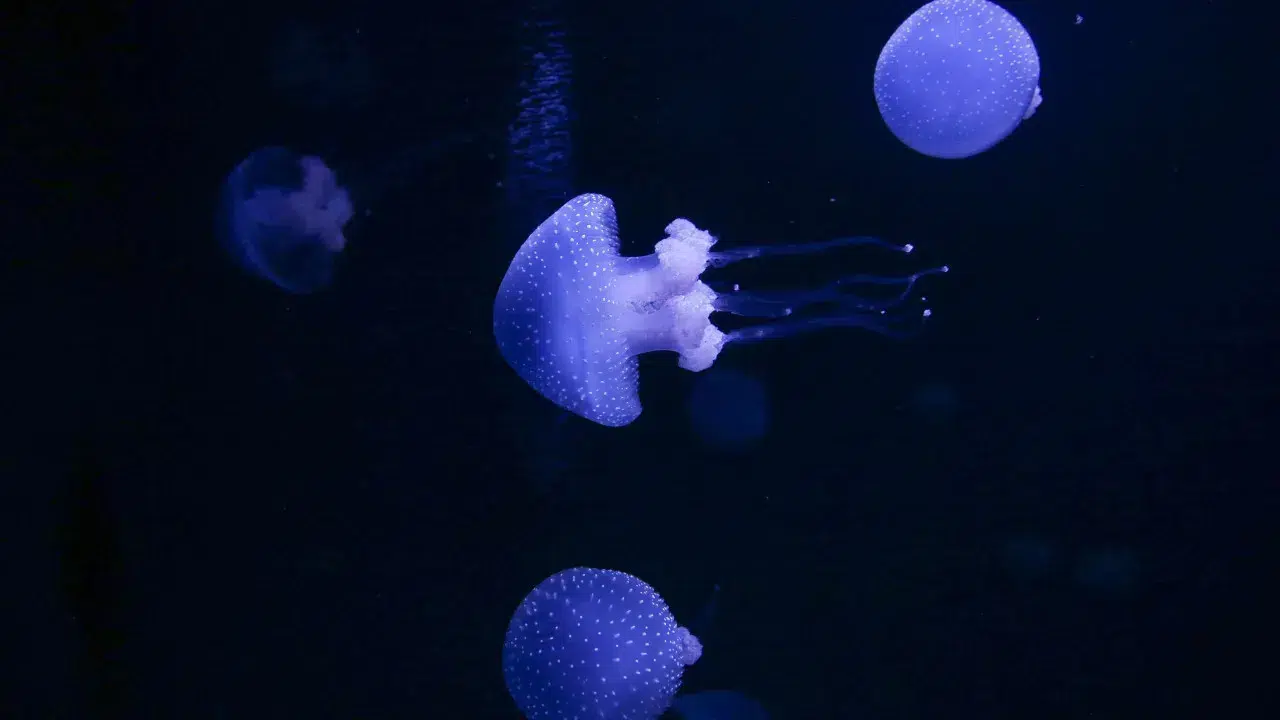 Lisbon Oceanarium advocates ocean literacy in Citizenship class