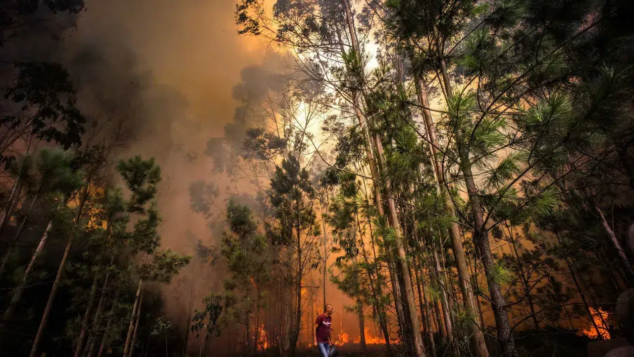 Mayor says it's "humanly impossible" to stop fire in Sabugal