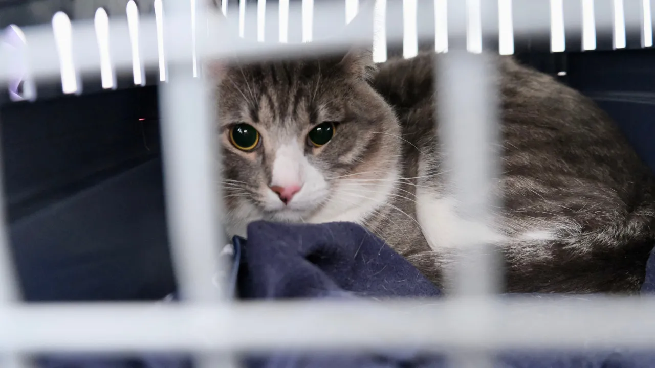 More than 3,000 people suspected of abandoning animals in a decade