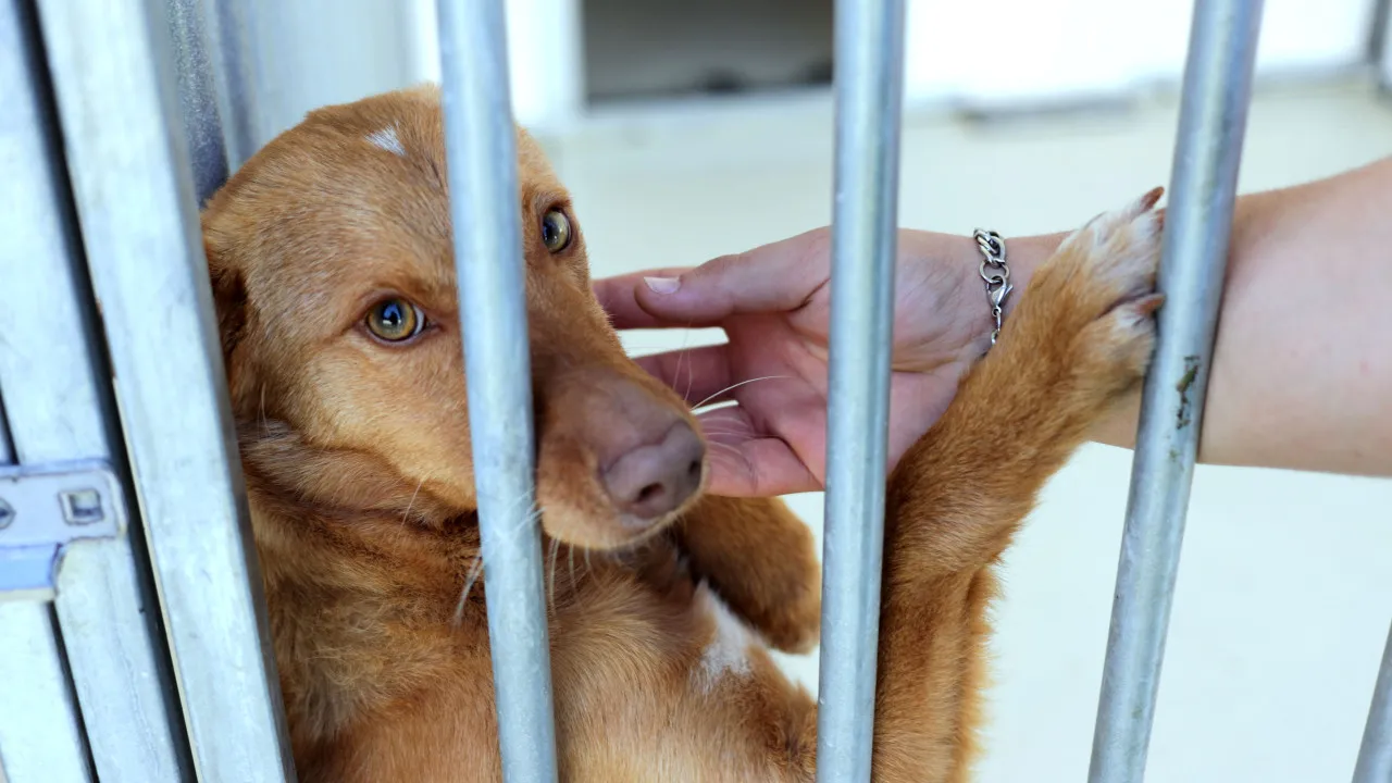 Owners know that today "there is accountability" if they abandon animals.
