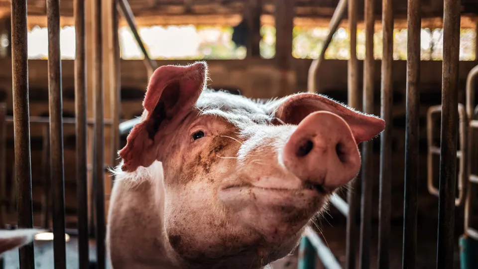 PAN/Azores repudiates "catching the pig" event held at a festival in São Miguel