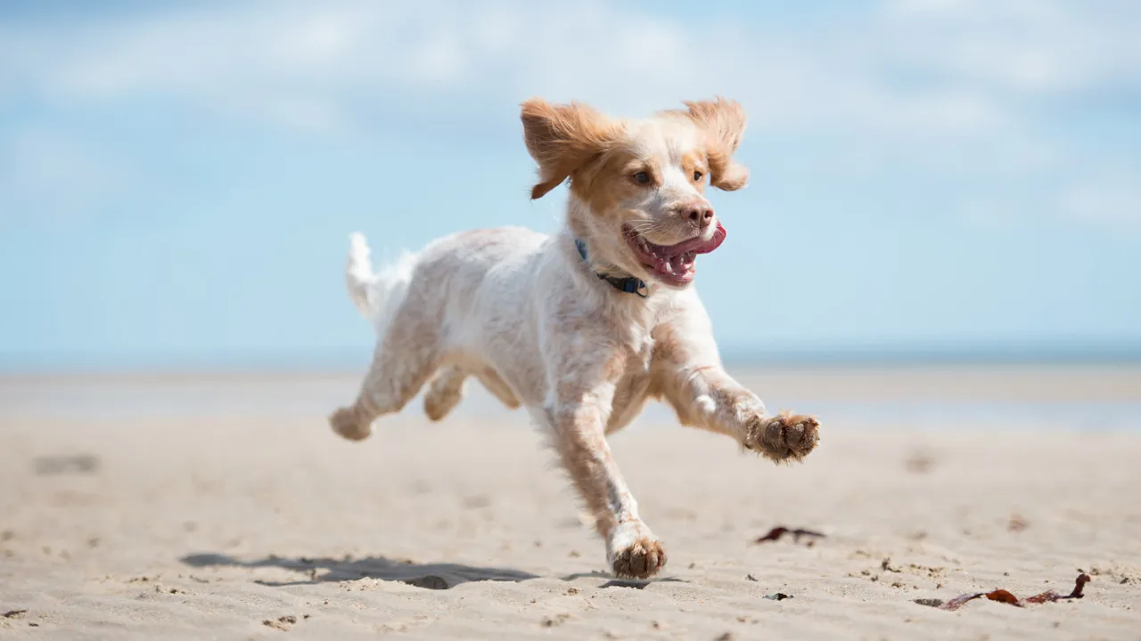 PAN wants law to allow animals on all beaches: "Part of the family"