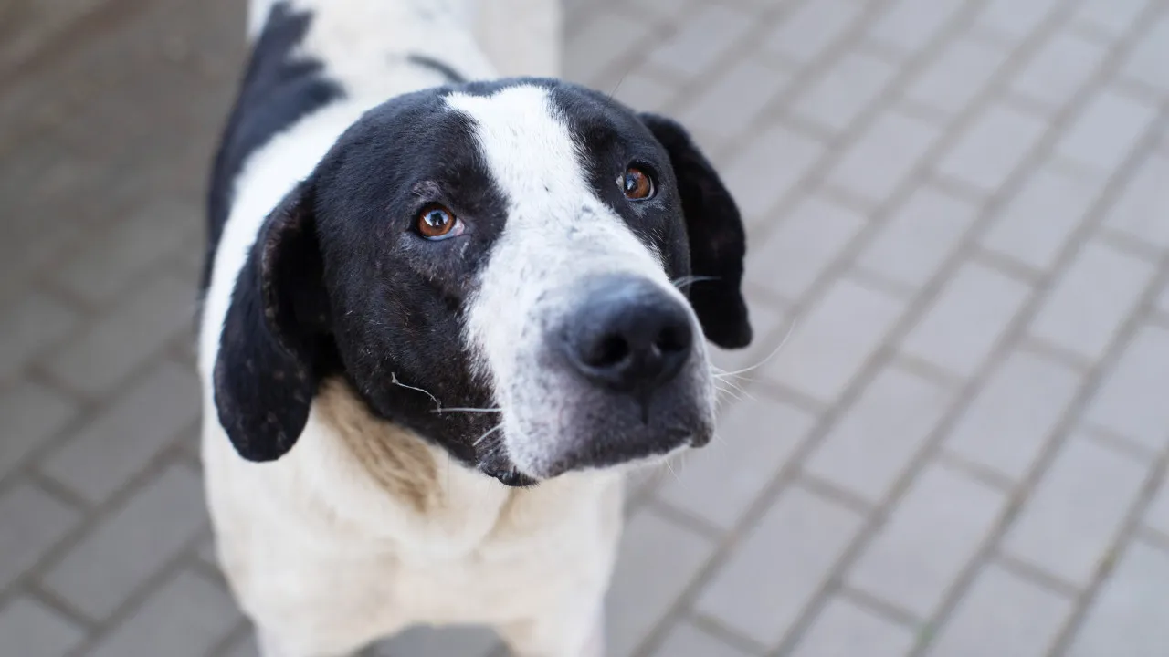 Poisoned dogs in Porto? "Number of poisonings has been higher"