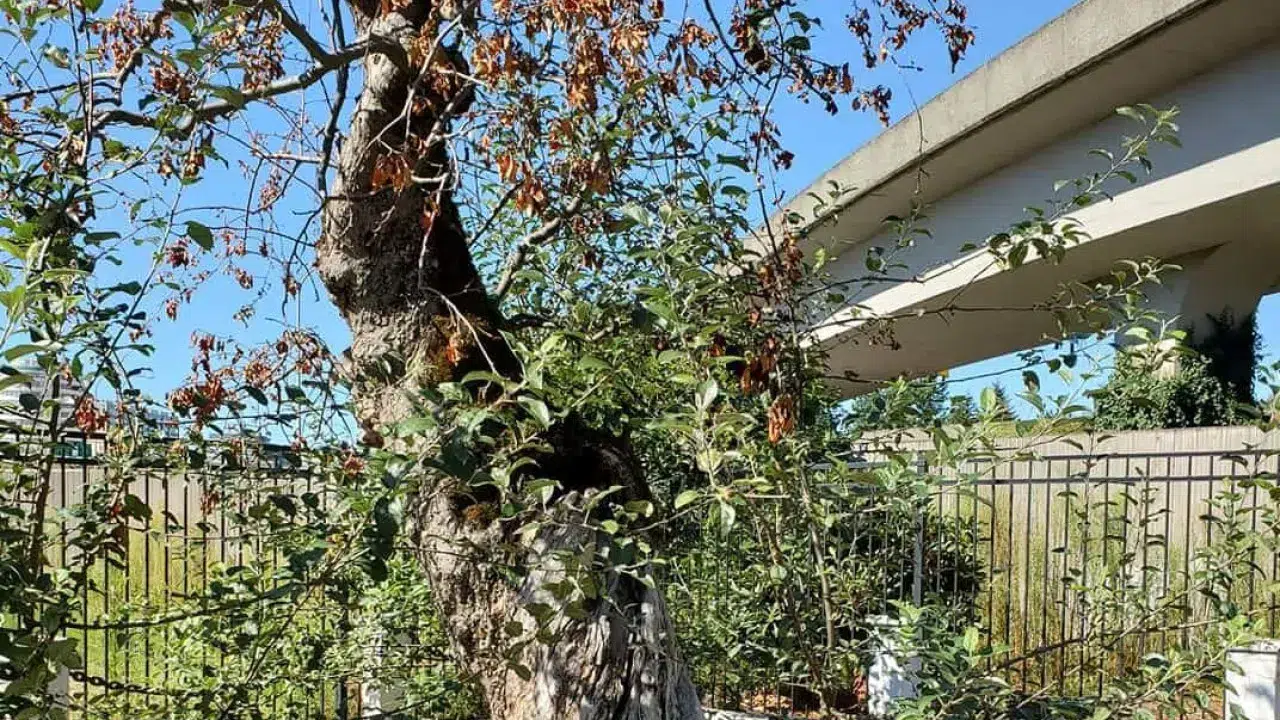Portugal has 330 varieties of fruit trees, mainly apple trees.