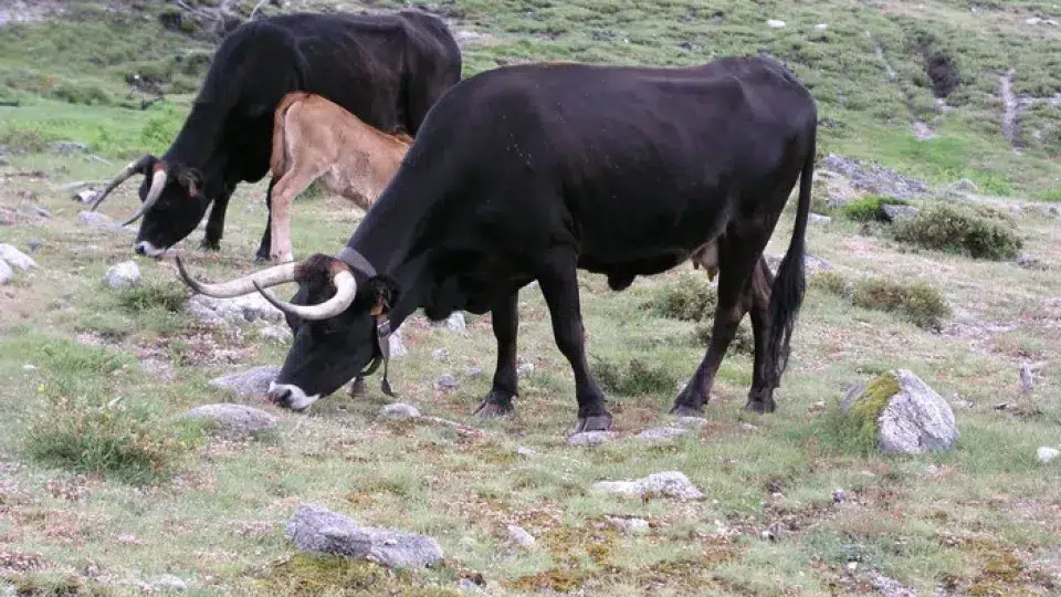 Producers from the Alvão mountains receive help to feed Maronesa cows