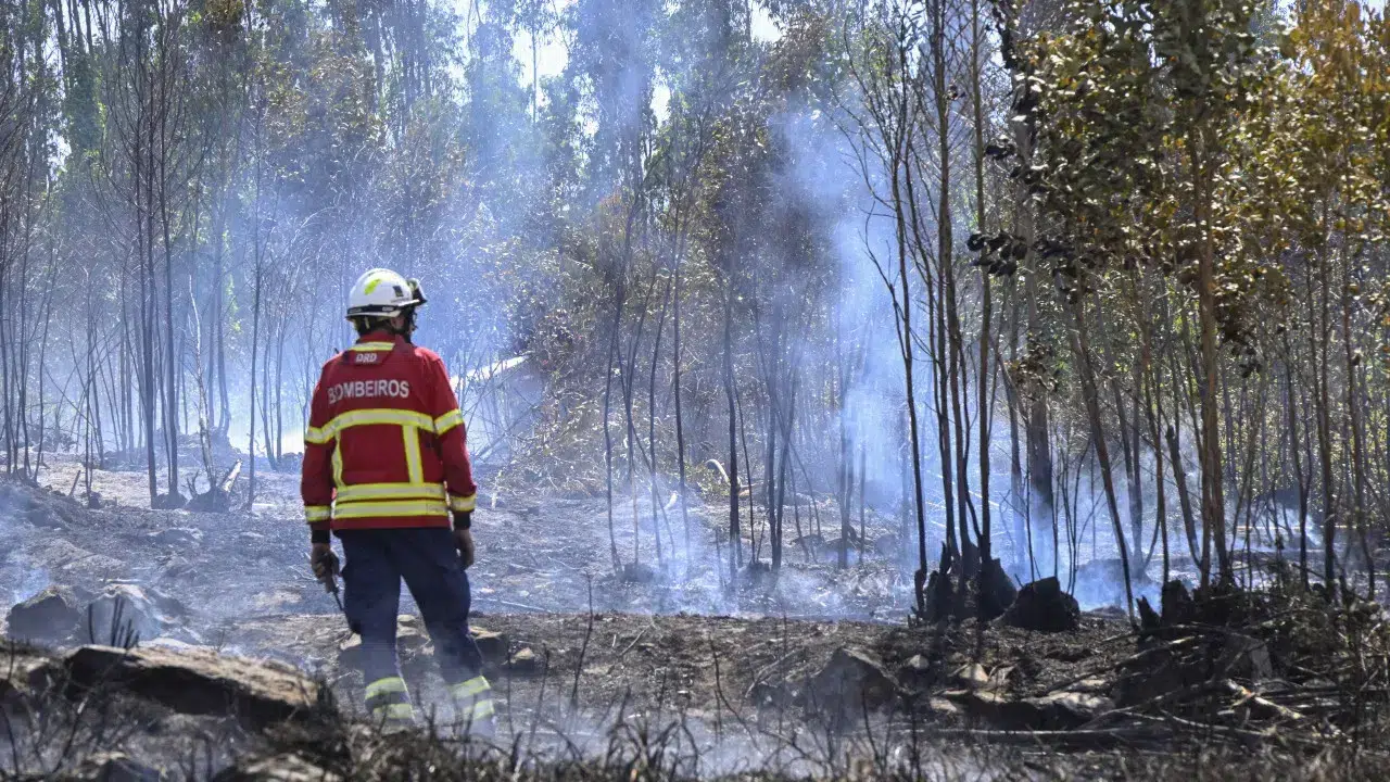 Seven aerial resources and 135 operational personnel fight fire in Sabrosa