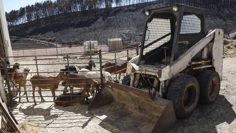 Shepherds and cheesemakers in Covilhã seek to resist after fire takes pasture