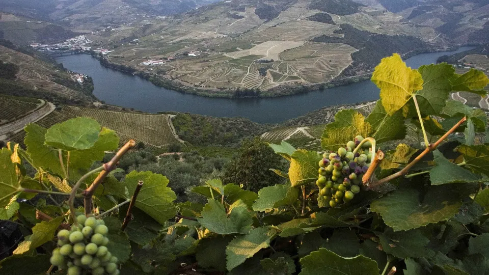 Support for grapes for distillation? Casa do Douro hopes for rapid implementation