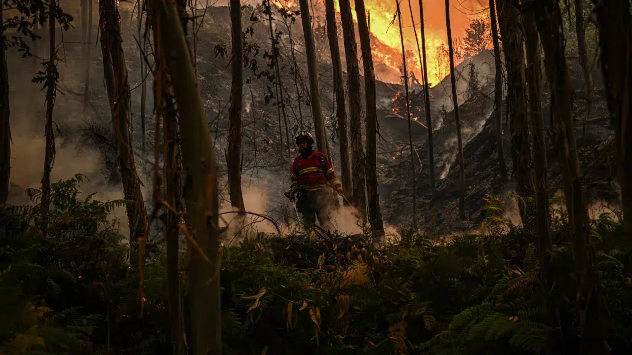 Three active fronts in the fire focus in Ermidas-Sado