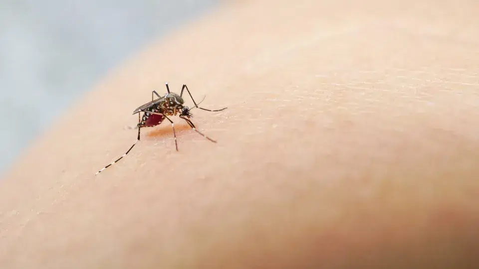 ULS warns of more mosquitoes transmitting dengue and Zika in Pombal