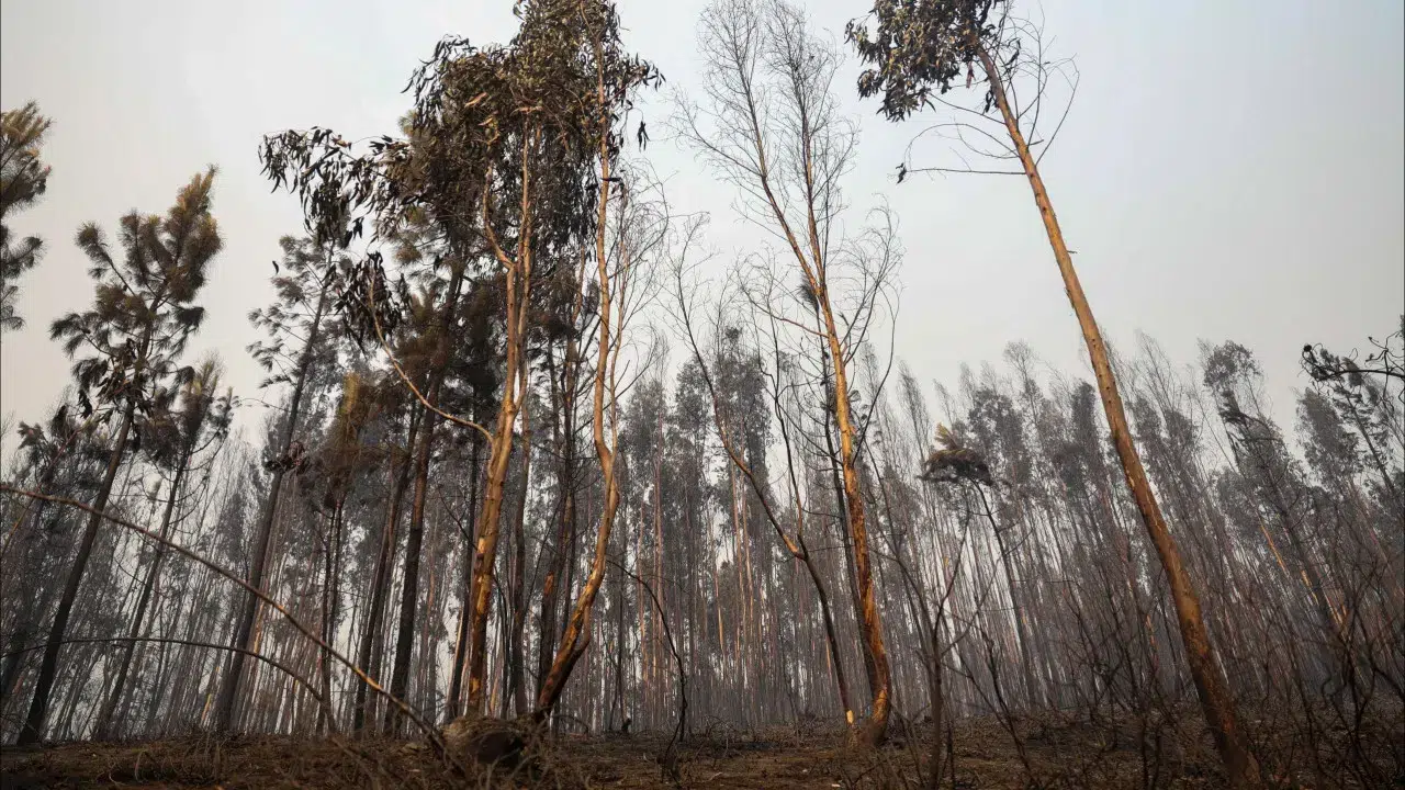 Unrelenting fires. Interior and Algarve remain at maximum risk.