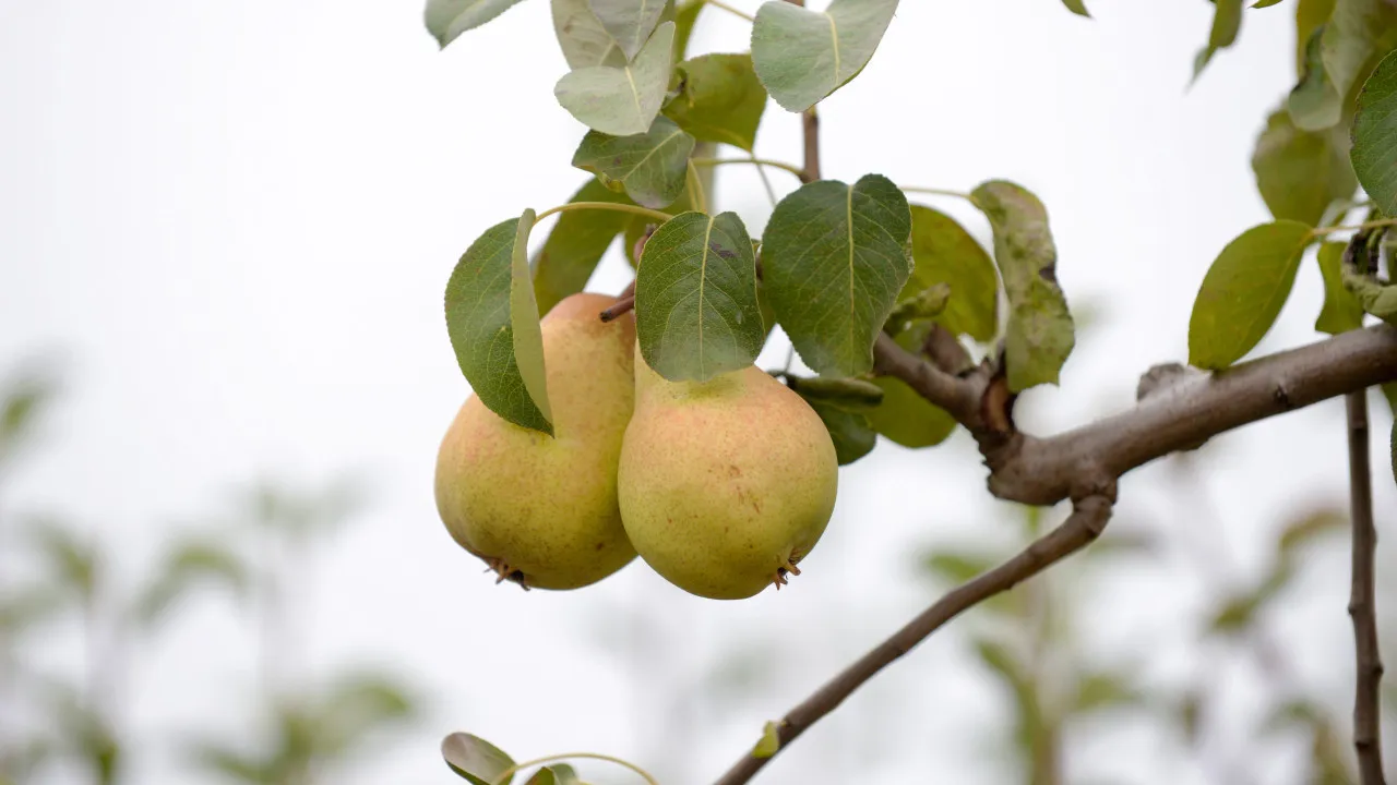 Western Rocha pear producers estimate a harvest similar to 2024