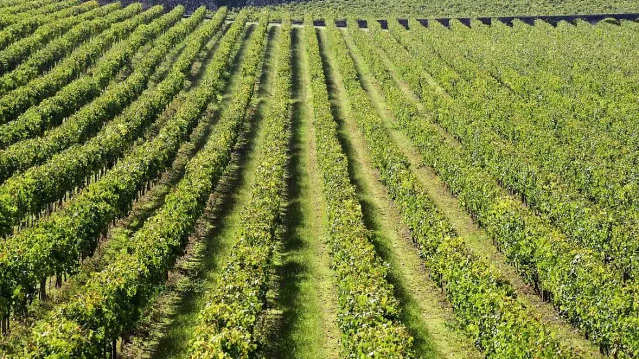 Wine exports fall 0.48% to 454.2 million in the first semester