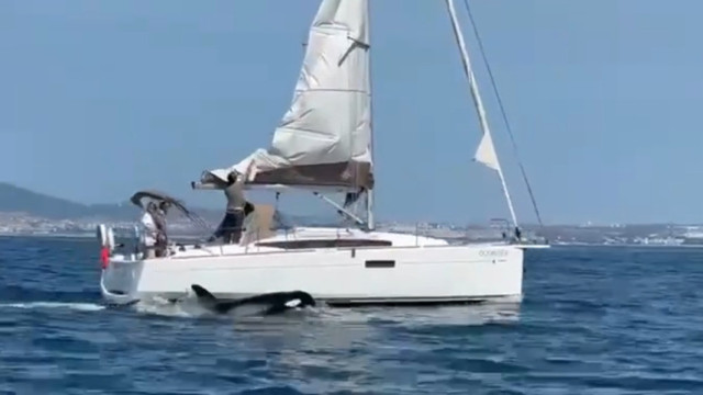 Grupo de orcas afunda veleiro na Costa da Caparica
