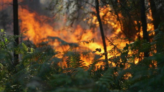 Suspect of arson in Seia at the GNR post to be detained by PJ