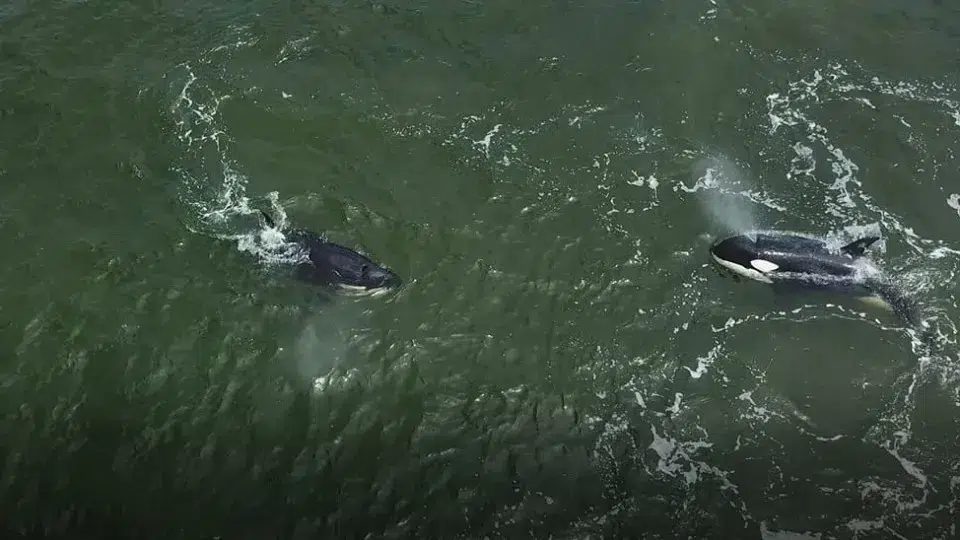 Orcas are back to their antics. Sailboat left without a rudder near Peniche.