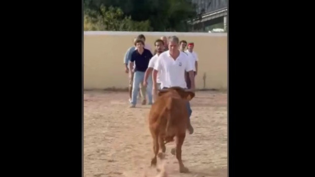 Paulo Núncio é colhido por bezerro durante garraiada do CDS
