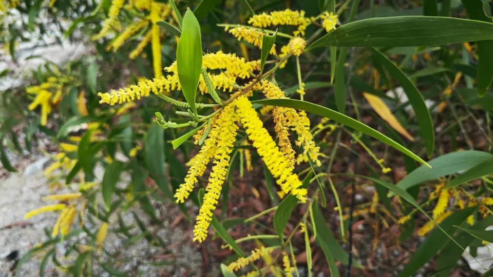 Study shows that acting early on invasive acacias is essential