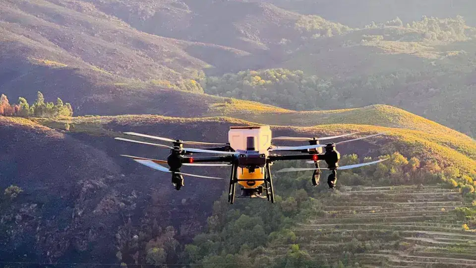 After fires, seeds give "hope" to Gerês (and drones helped)