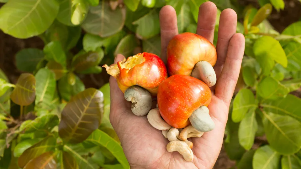 Cashew smuggling causes a 1.5 million loss to the Mozambican state.
