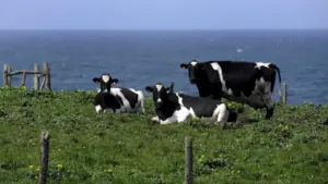 Cristina Ataíde creates a sculpture in tribute to Azorean milk producers