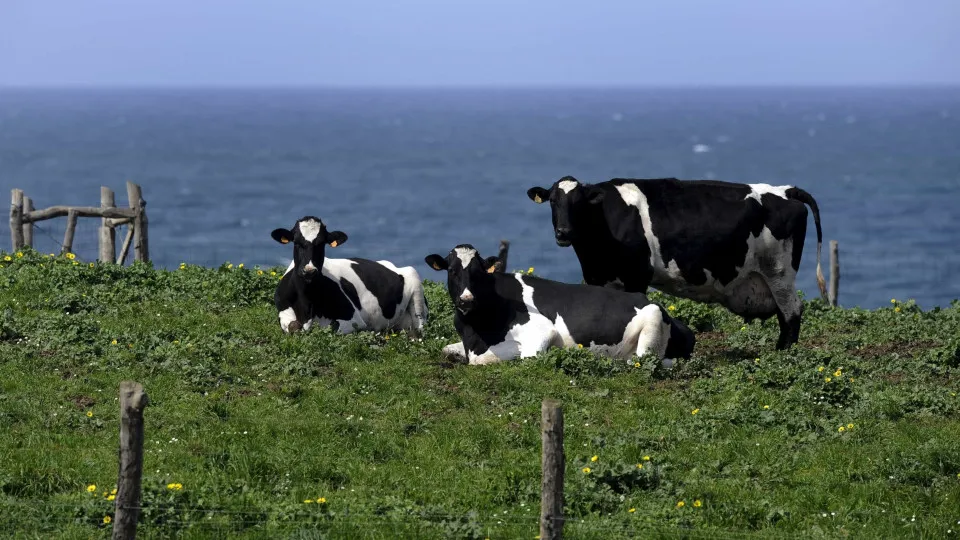 Cristina Ataíde creates a sculpture in tribute to Azorean milk producers