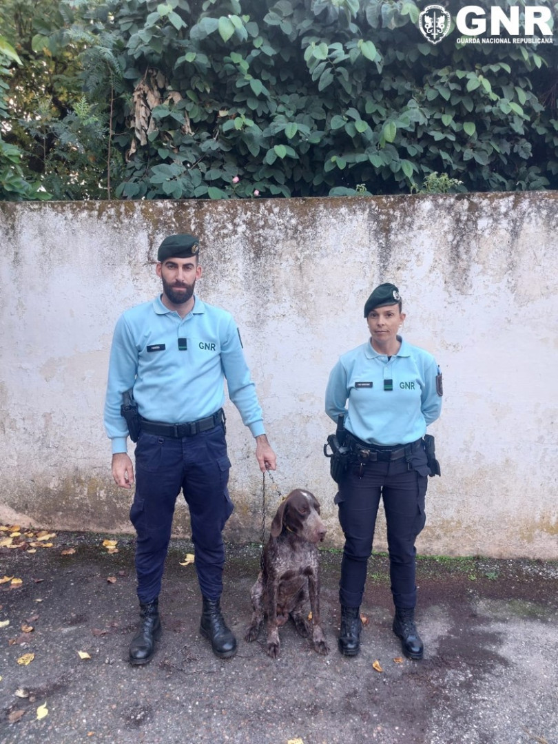 GNR recovers stolen dog in Borba: "Showed signs of neglect"