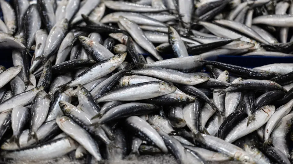 Sardine recovers and landings reach 32,000 tons