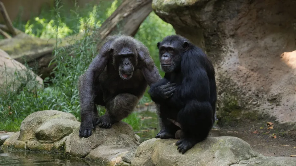 Scientists discover that chimpanzees can make "rational decisions"