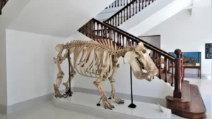 Secular Maputo museum reopened more modern and with better conditions