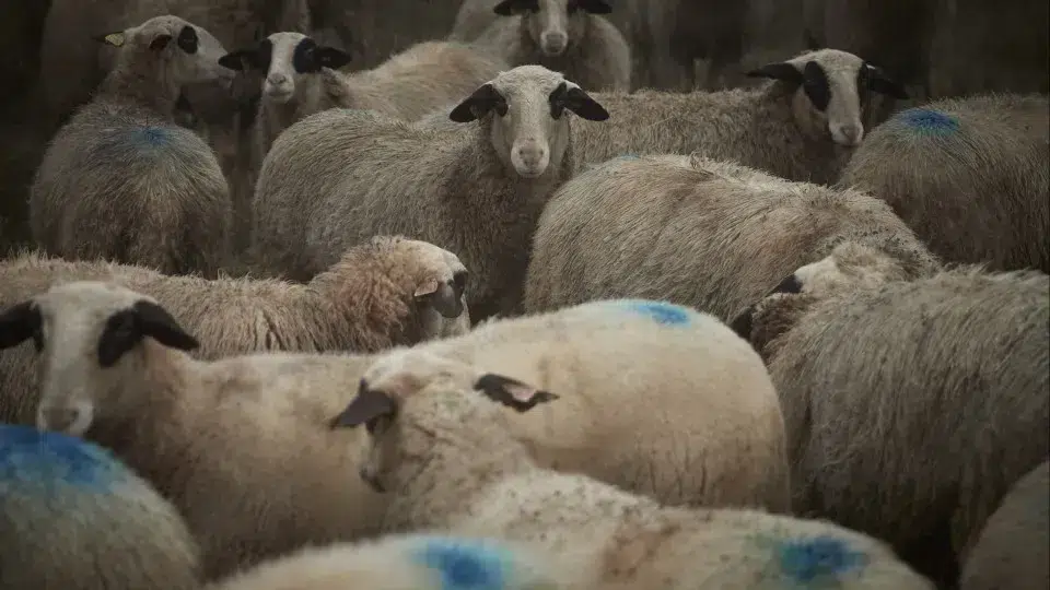 Wolves attack in the municipality of Miranda do Douro and kill seven sheep.