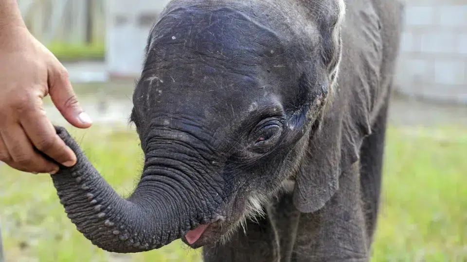 Alentejo will be the 'home' of Europe's first large sanctuary for elephants.