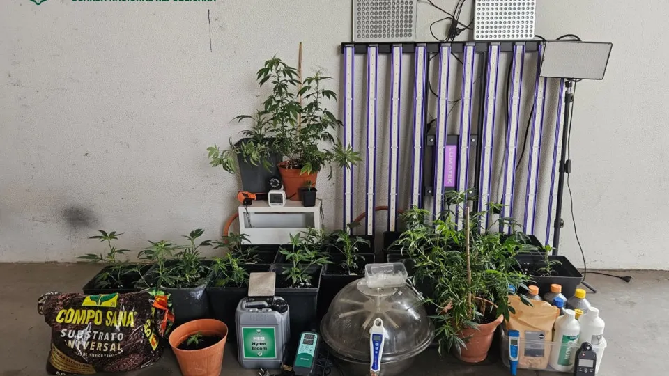 Almost 80-year-old man arrested for cannabis cultivation in Tavira