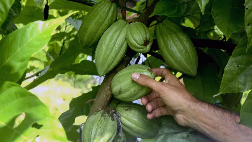 Angola should focus on private financing of agribusiness