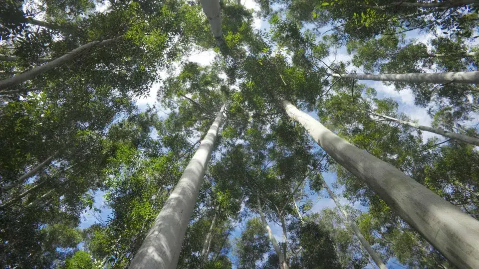 Associations request information about investment in native species