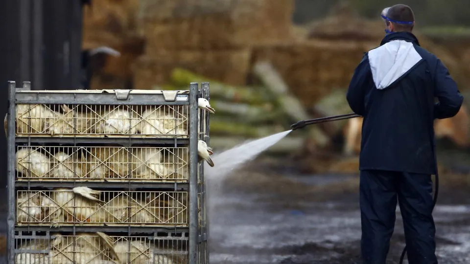 Avisan Fair 2025 canceled due to bird flu: "Climate of uncertainty"