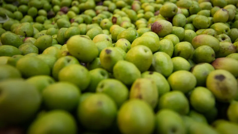 CNA warns about the price of olives and calls for the appreciation of olive groves
