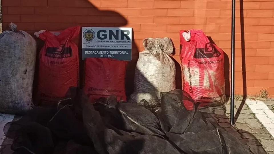 Couple arrested after stealing almost 150 kilograms of olives in Campo Maior