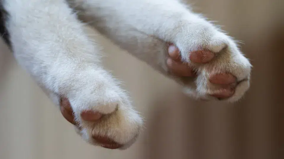 Destination. Baby cat makes a 50 km trip hidden in the car's engine.