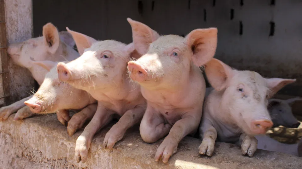 DGAV calls for strengthened prevention against swine fever after cases in Barcelona