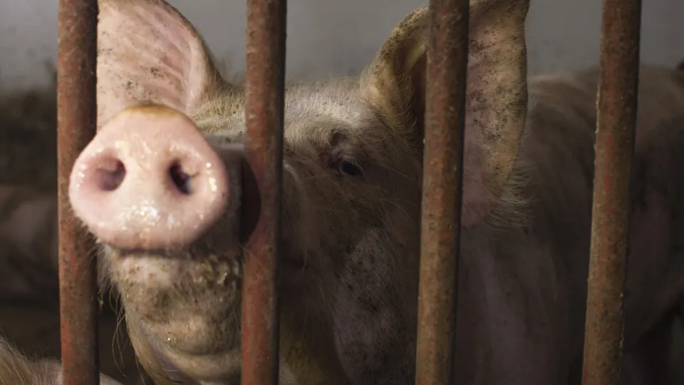 DGAV identifies "non-compliances" in the handling of animals on the farm