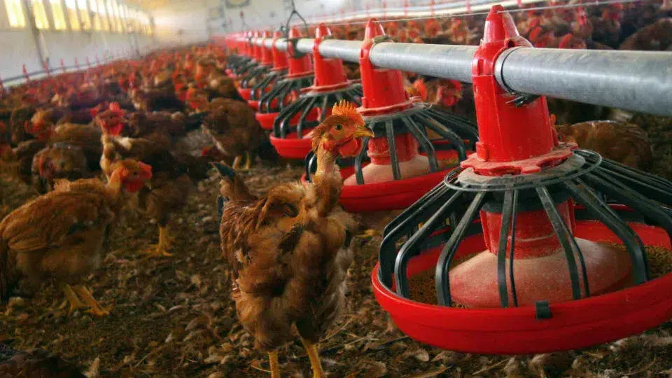 DGAV orders confinement of birds due to "high risk" of avian flu