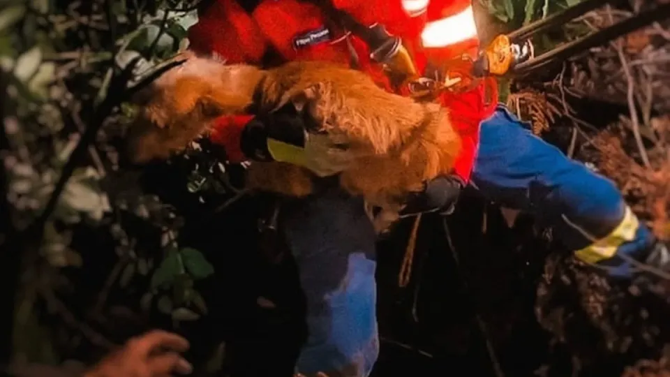 Firefighters rescue dog that fell into "inaccessible well" in Gondomar