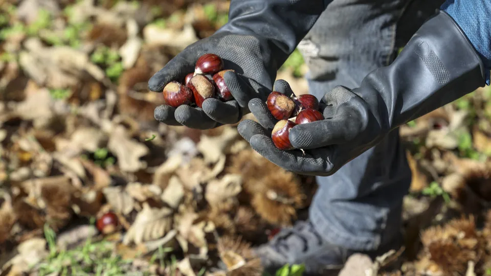 Fires and drought cause a 75% drop in the production of the martaínha nut.