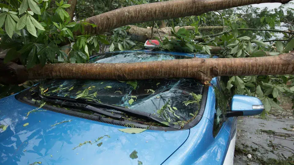 Floods or falling trees: Does car insurance cover damages? Who pays?