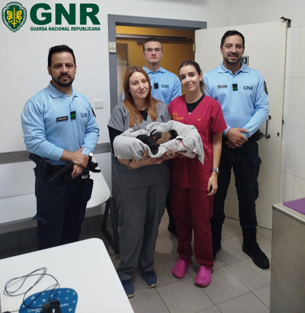 GNR rescues five puppies from a well. 70-year-old suspect detained.